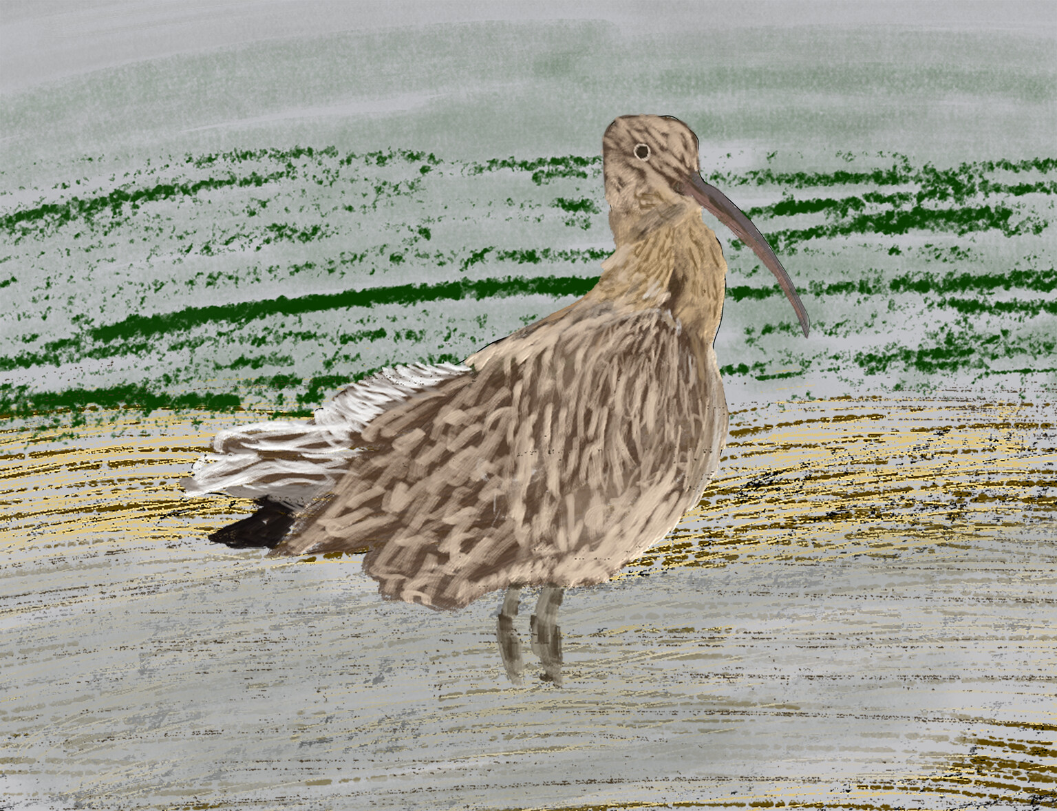 Curlew 2